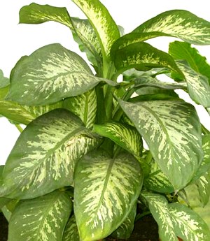 Dieffenbachia amoena